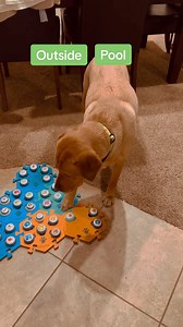 8.5M views · 10K reactions | Copper has big feelings. . . Save 12% on your own buttons with code: Pool. . . #talkingdog #talkingdogbuttons #talkingdogsofinstagram #labradorretriever #labsofinsta #smartdog | The Chatty Lab | Facebook