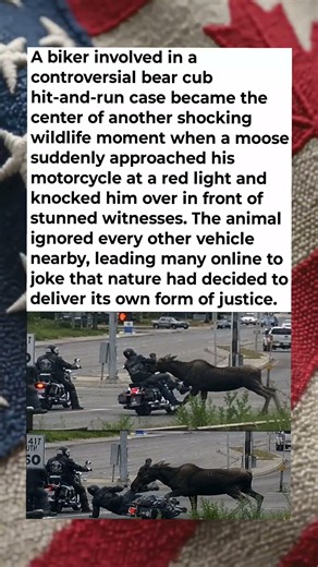 Moose Knocks Over Biker at Red Light After Viral Bear Cub Case 🫎