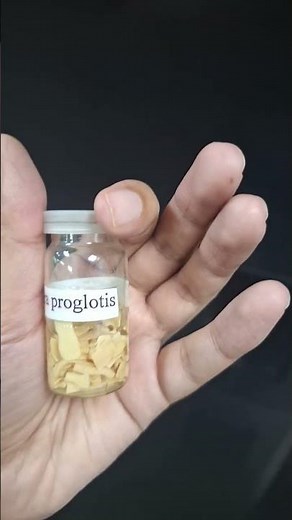 Taenia solium mature proglottids