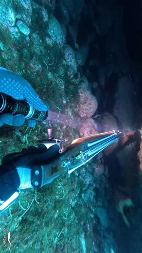 379 reactions · 4 comments | Enjoy Life  @magmasub @magmaspearguns @xt_diving_official | Gui Bruges - Spearo & Island Life | Facebook