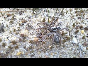 Great fox-spider