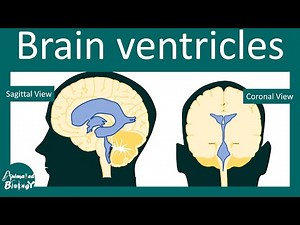 Brain ventricles | Cerebrospinal Fluid flow | Hydrocephalus | USMLE