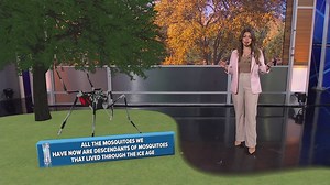 How DFW's mild winter will (or won't) impact the mosquito count this year