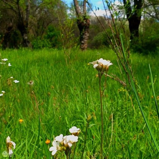 🌼 Beautiful Spring Morning vibes for your sould and home