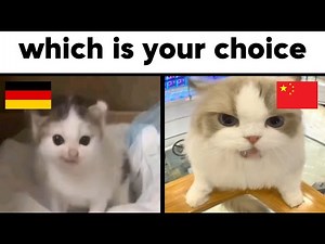 German Cat Meme vs China Cat Meme