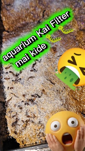 “Aquarium Filter Mein 🤮Kidai 🐛😱 Fish Ke Liye Danger Alert!” #aquarium #filter #kide #danger #Alert