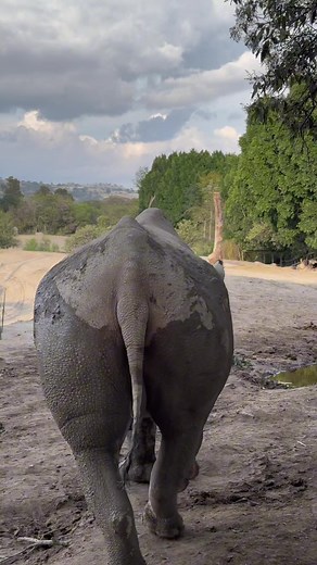 ¡Uno de los mas grandes del safari! 🦏 #AfricamSafari #animales #rino #puebla