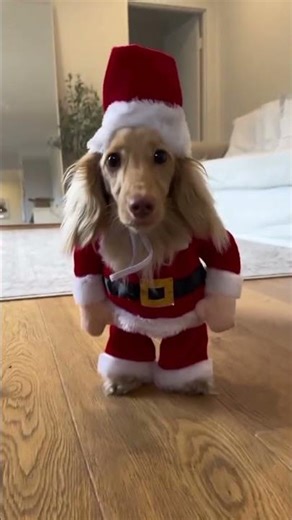 cutest dog costume for Christmas #dog #shorts #christmascostume
