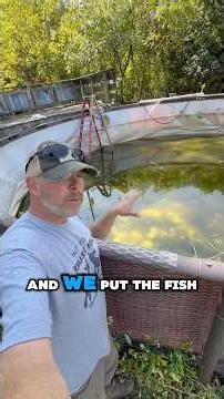 Turning a swimming pool into an aquarium! #fish #pool