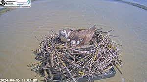 135K views · 2.3K reactions | Lovely end to the week here at Rutland Water On what was an absolutely soaking start to the day, Maya brought us some much needed sunshine by laying her 3rd egg of the year Spaced out almost exactly 3 days apart, the eggs were laid on the following days: 1st Egg - 30th March 2nd Egg – 2nd April 3rd Egg – 5th April | Rutland Osprey Project | Facebook