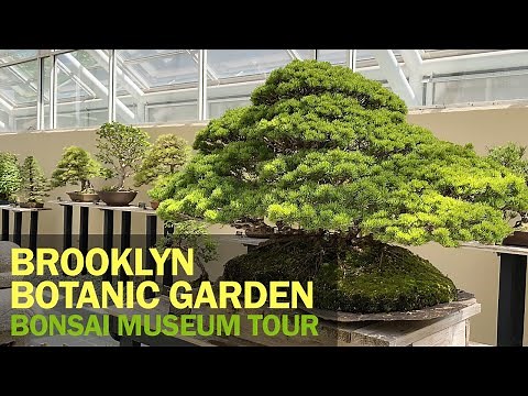 Brooklyn Botanic Garden : Bonsai Museum Walking Tour
