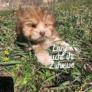 149K views · 1.4K reactions | Reserviert ❤️ Die kleine Lucy sucht...