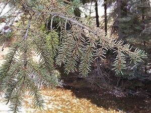 Vail Daily column: About the spruce beetle