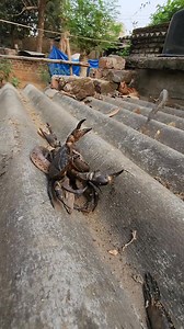 423K views · 859 reactions | Fish vs Snake #highlightseveryone | Mobarak Snake Panchet | Facebook