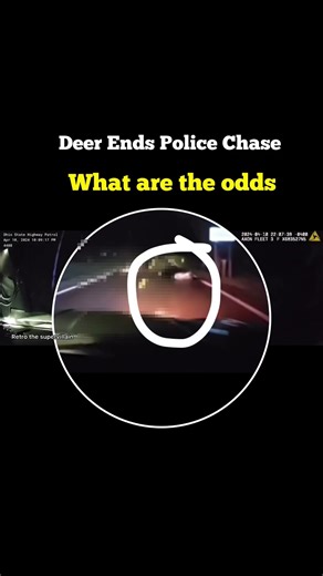 Deer Stops Chase #shorts #police #crime