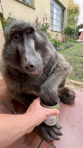My baboon sister Cindy The Baboon can’t eat her snacks fast enough and won’t let go 🤤😂 #snacktime #fblifestyle #asmr #nature *a rescue not a pet | Ruben Namibia