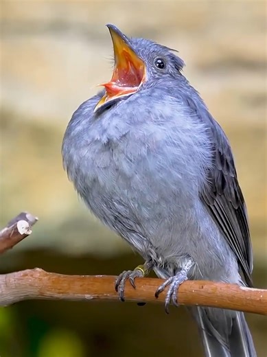 Amazing Natural Sounds of Wildlife and Nature