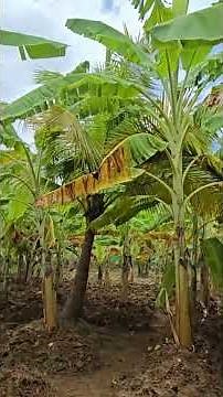 🌱 We Built This Food Forest Over 4 Years! | Complete Farm Walk #trending #viral