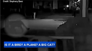 The mountain lion was reportedly spotted again, sauntering down a street in Rochester, New York. | ABC7NY