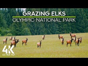 Relaxing Nature Sounds of Olympic National Park - Peaceful Serenity of Grazing Elk Nature Scene