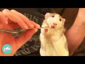 Rescue Rats Love Following Mom Around Wherever She Goes | Cuddle Rodents