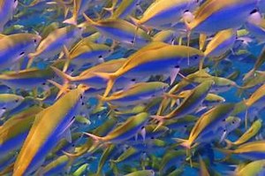 Diving at Baros is spectacular. Whether at our world-class house reef or at a reef nearby, you are guaranteed to be awestruck by the underwater beauty. These cheerful yellow-backed fusiliers are just one of many colourful fish that call our seas home. Learn more here - https://www.baros.com/divers-baros-maldives/diving | Baros Maldives