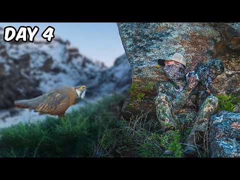 Searching for America’s Rarest Bird