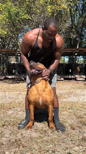 8-Month Update on My South African Boerboel Athena