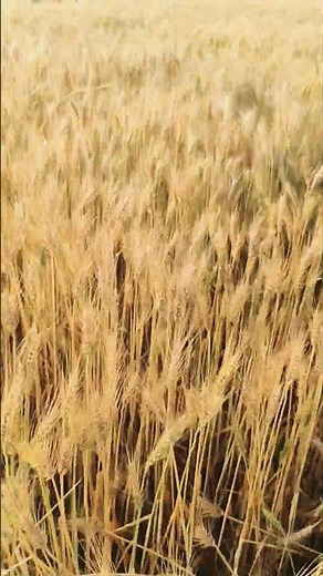 Tu tagde ghar ki chori se......... #haryanvisong #shortsfeed #viral #vlog #shorts #2026