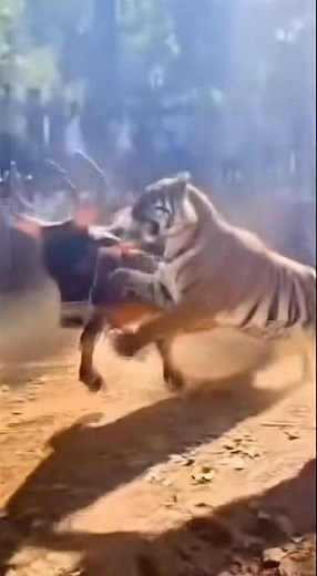 Bull vs Tiger — Real Jungle Fight Caught on Phone Camera!