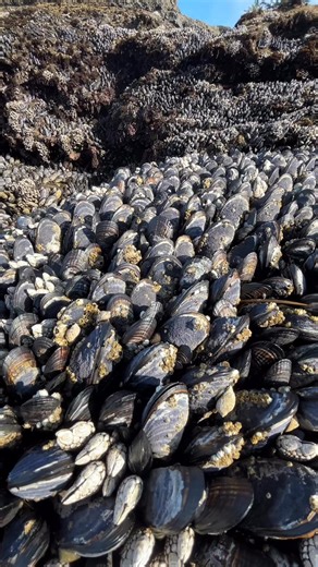 Mark De Jose | Male mussels simply eject their semen into the river's current. A short distance downriver, the female — filtering water, as mussels do —... | Instagram
