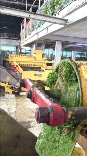 Crush Tear and Curling process in Tea manufacturing.. #tealover #tea #machine #engineering #teatime