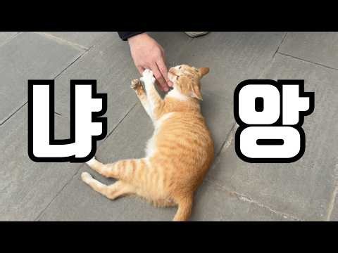 해외여행 왔다가 고양이에게 간택받은 영상 | 🇻🇳 베트남 5