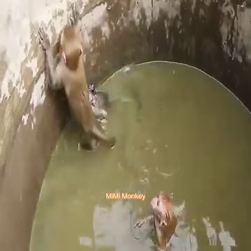 Collection of videos about the lives of wild monkeys. Life of adorable wild monkeys in the forest | MiMi Monkey