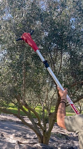 Μια τυχαία στάση στους ελαιώνες της Κατερίνης… και το IBEA έδειξε για ακόμη μια φορά τι σημαίνει ιταλική ποιότητα στην πράξη. Το ελαιοραβδιστικό μας δουλεύει γρήγορα, ξεκούραστα και αποτελεσματικά, με πτυσσόμενο κοντάρι έως 3,1m και ισχυρό κινητήρα που κάνει τη συγκομιδή παιχνιδάκι. Προτεινόμενη τιμή λιανικής 440€ IBEA – Δύναμη, αντοχή και αξιοπιστία για κάθε παραγωγό. #lawnservice #OliveOil #Ελαιοραβδιστικά #agriculture Δείτε όλα τα μοντέλα μας στα συνεργαζόμενα καταστήματα και στο gardentime.g