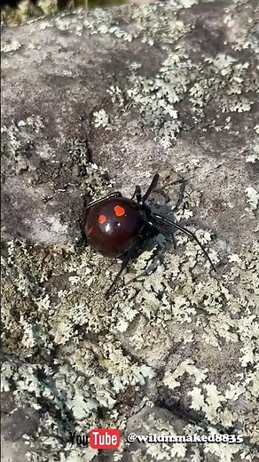 Gatineau: Veuve Noire du Nord (Latrodectus variolus) #araignée #spider #blackwidow #movavi #nature