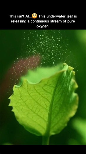 The Magic of Photosynthesis 🌿