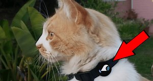 1.1M views · 54 reactions | I’m buying this for all of my pets, and families pets and friends pets.. Every pet NEEDS THIS! | Future Technology | Facebook