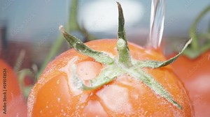 A stream of water pours on a small Tomato. Close-up, slow motion