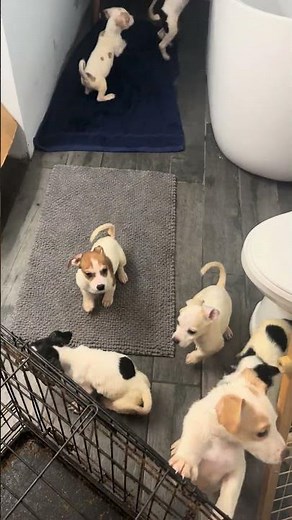 Abandoned Pups after being taken home and given warm bath. Happy and healthy. Will find good homes.