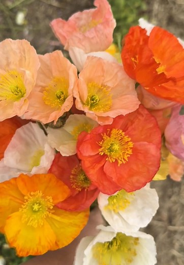 Growing Poppies: Start Your Seeds for Abundant Blooms