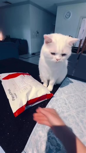 manxythewhitecat on TikTok