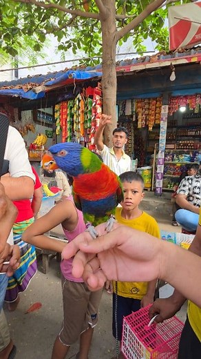 Rainbow lorikeet dancing bird. #reels #parrot #birds #viral | Exotic Pets Aviary