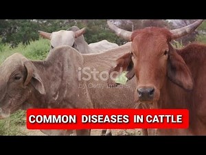 Common Cattle Diseases: Treatment and Prevention