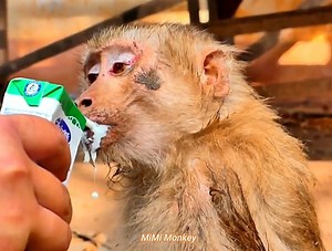 23 reactions · 3 comments | Sick old monkey nearing end of life. The old monkey became extremely thin and weak | MiMi Monkey | Facebook