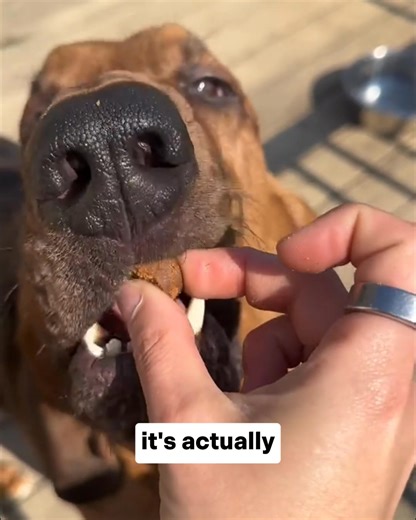 If your dog's eyes have that cloudy, bluish haze... if they're hesitating at stairs or can't find their toys... you know how helpless it feels. That cloudiness happens when your dog's natural defenses weaken with age. Every day, their eyes face stress from sunlight, inflammation, even normal wear and tear. When they're young, their body clears away this damage easily. But as they get older, these natural cleaning systems slow down. The damage builds up layer by layer, creating that foggy film yo