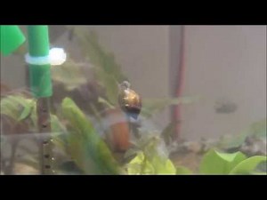 Amazing small freshwater snail seems to be able to control its buoyancy!