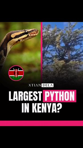 🚨🇰🇪 Largest Python in Kenya?LAIKIPIA, KENYA: A massive 7.5-meter (24.6-foot) African rock python—one of the largest ever seen in Kenya—was spotted slithering at Solio Ranch, a 17,000-acre rhino sanctuary. This non-venomous constrictor, rare for Laikipia, stunned locals, with its size far exceeding the usual 6-meter limit, per wildlife experts.Solio Ranch, home to 635 black rhinos and 353 white rhinos, is a conservation gem, but this python’s presence—among over 120 snake species in Kenya, wit