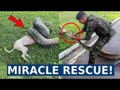 Brazilian Soldiers Daring RESCUE of Dog from Giant Snake
