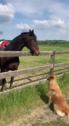 Dog and Horse Friends. #dog #horse #friends